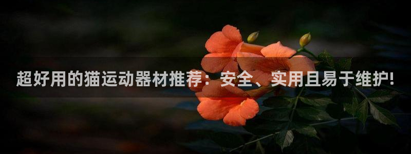 BWIN体育官网下载招商：超好用的猫运动器材推荐：安全、实用