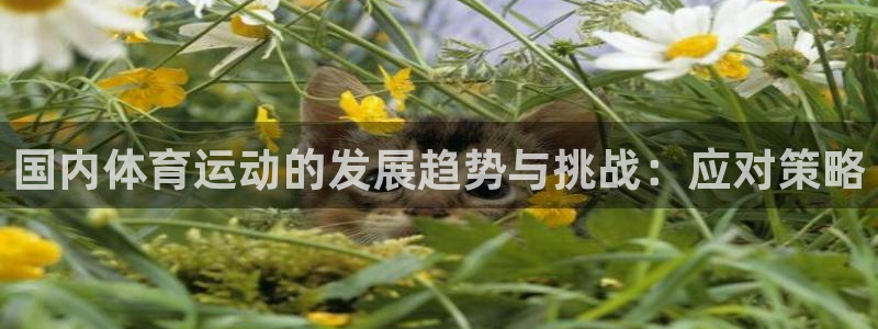 77体育官网